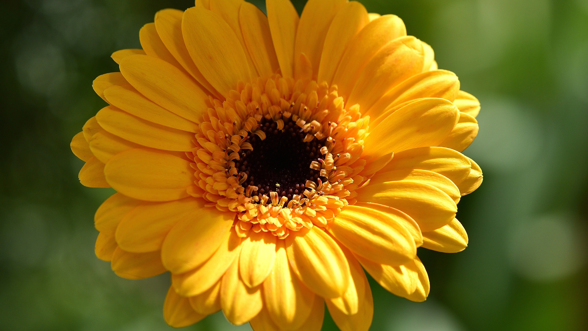 CS - Gerbera - Yellow Gerbera - Cut Flower - Crops.png