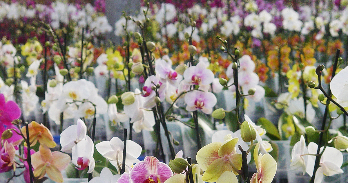 cs - flor-y-miel-11.png (1)