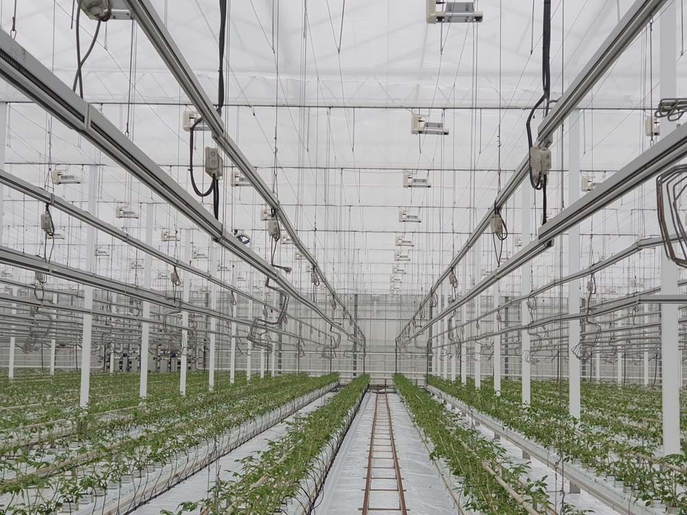 CS - Highlights - Nursery Jami - Growers - Netherlands