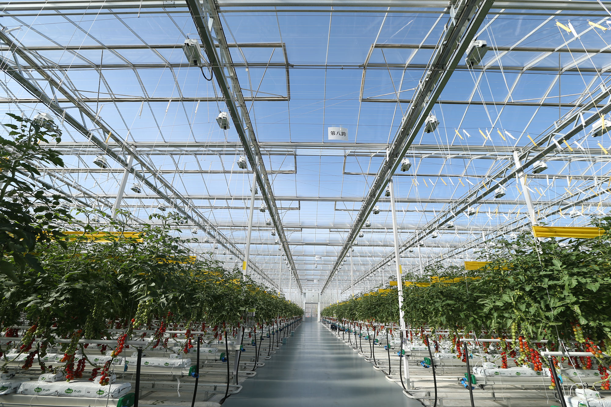 Cs - hortipolaris ceiling tomatoes.jpg