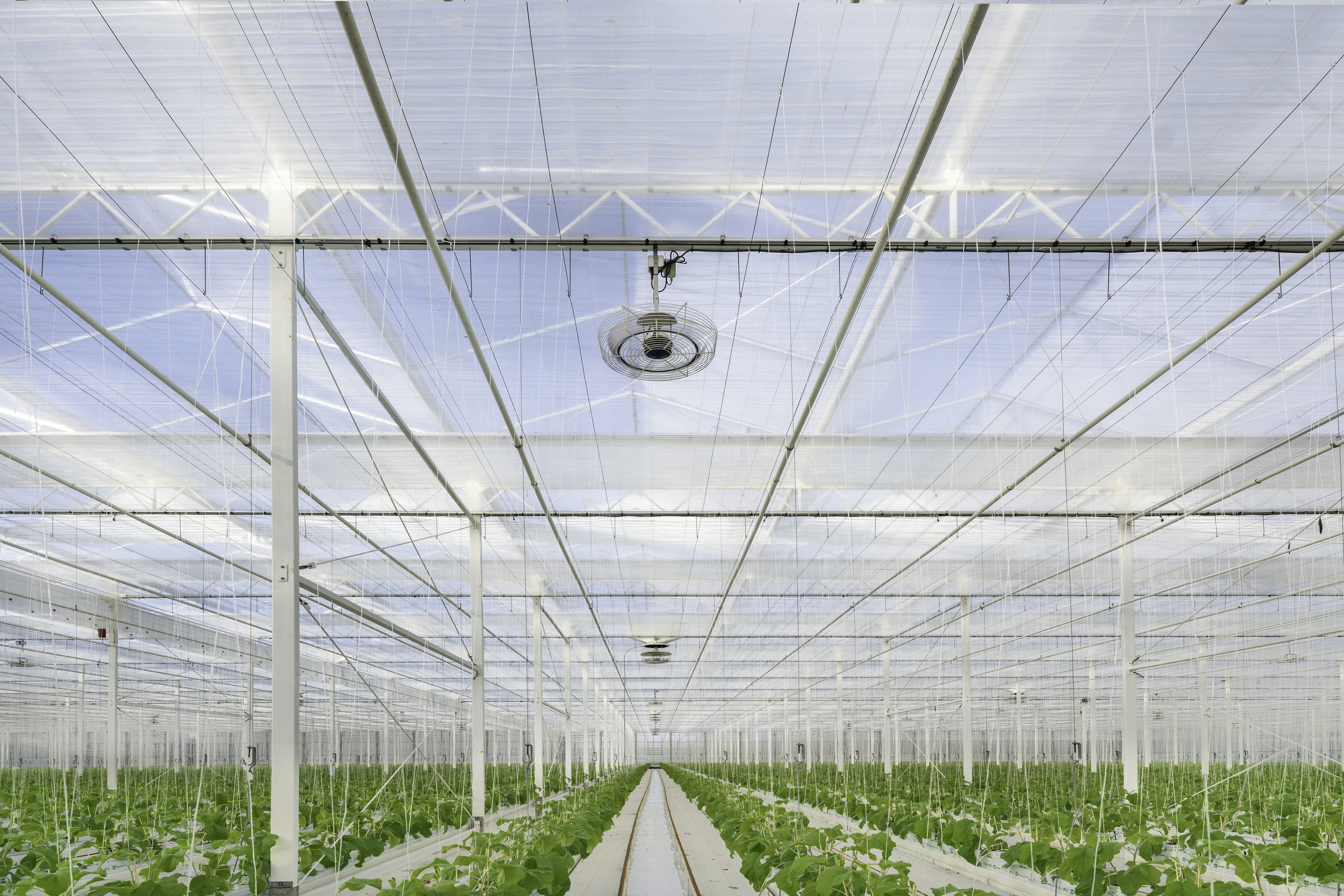 CS - Netherlands - Paul vd Broek - ClimaFlow - Double Luxous 1147 - High Tech Greenhouse