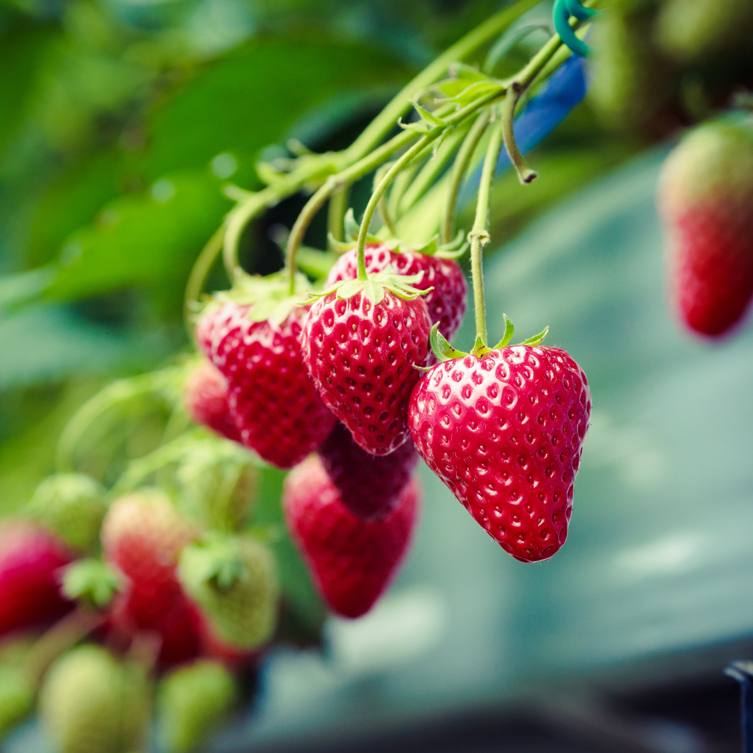 CS - Strawberries - crop pages - cold climate growing