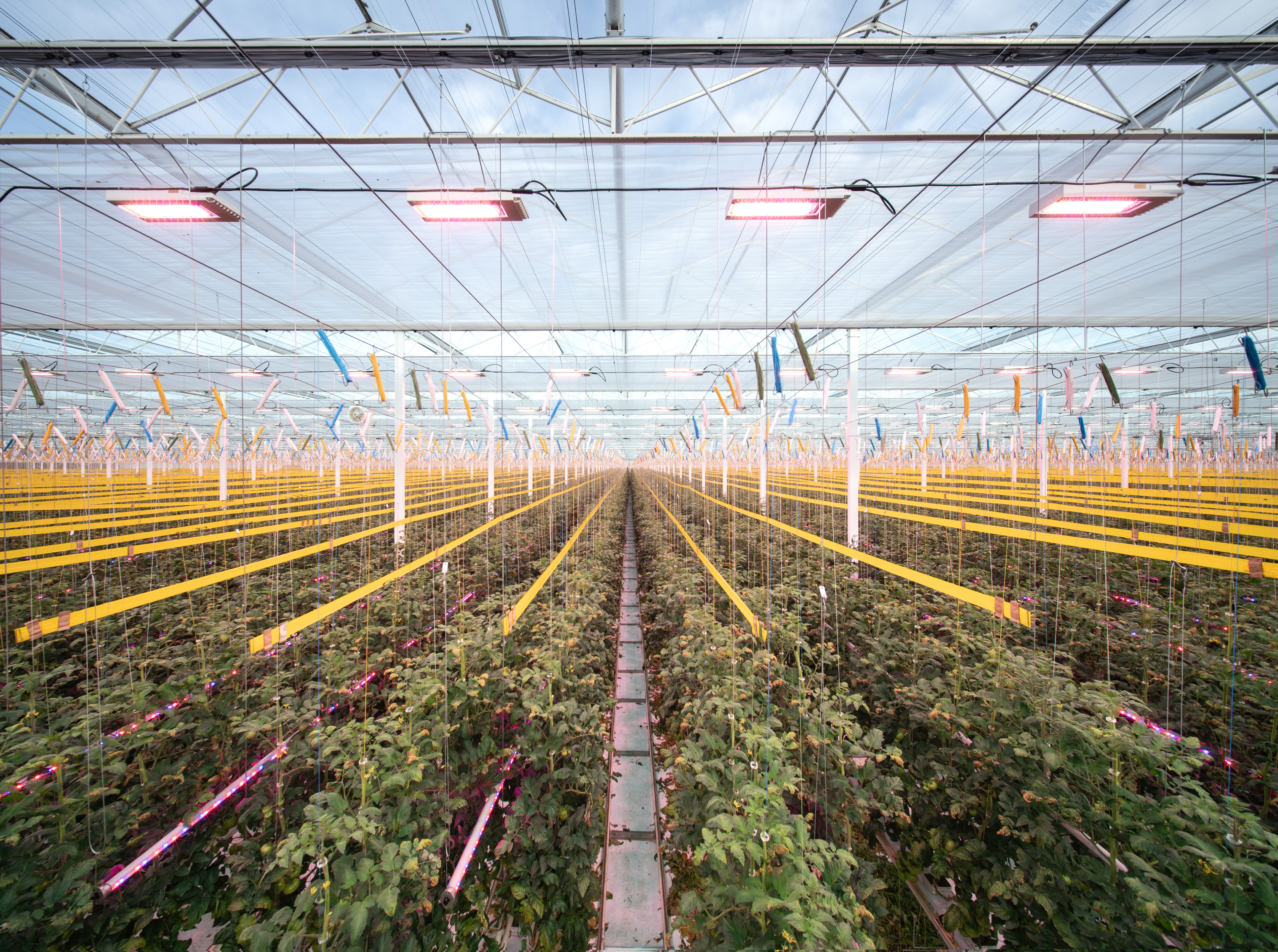 CS2026 Herdi 2 NL.jpg