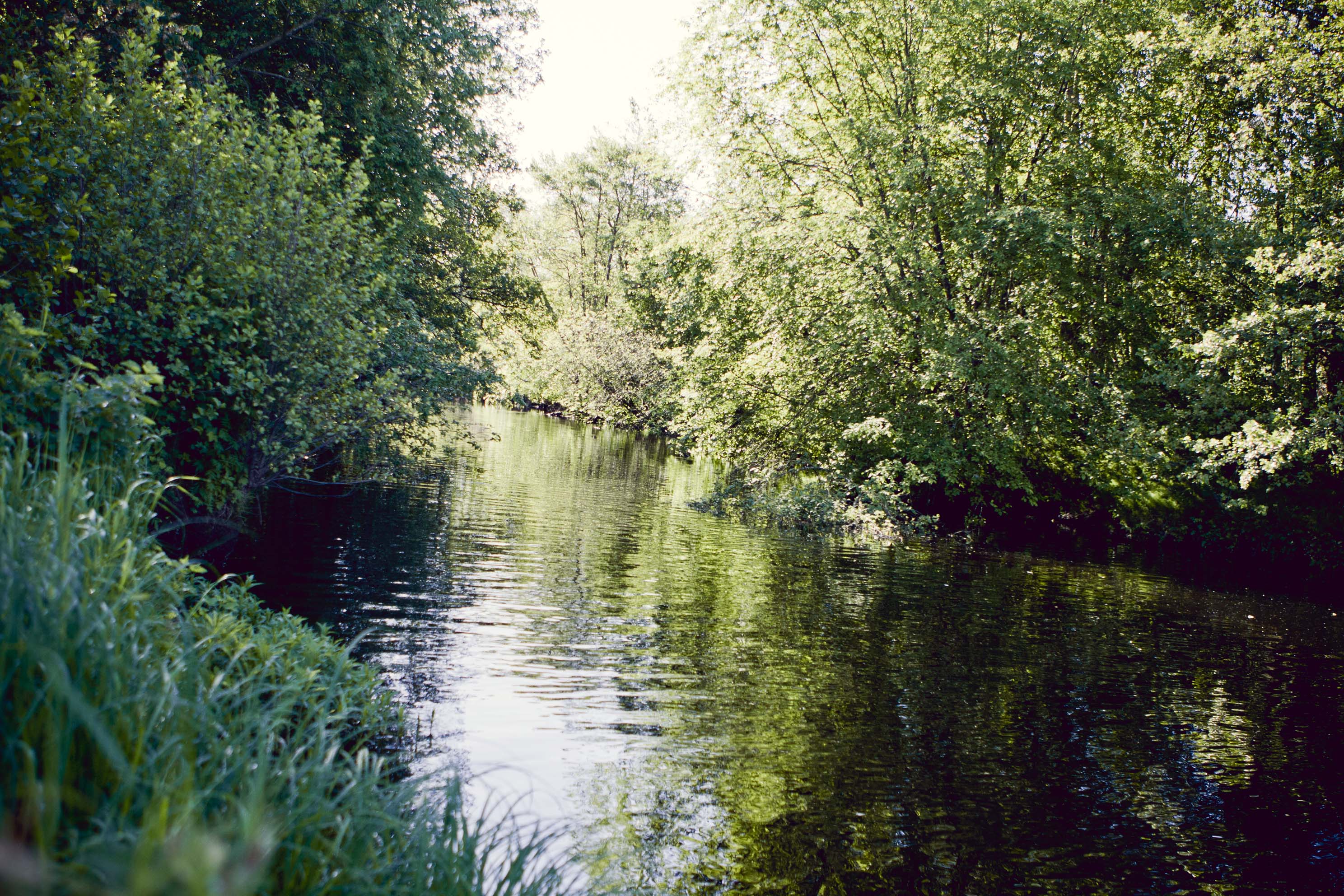IT_Sustainability_Nature_1.jpg