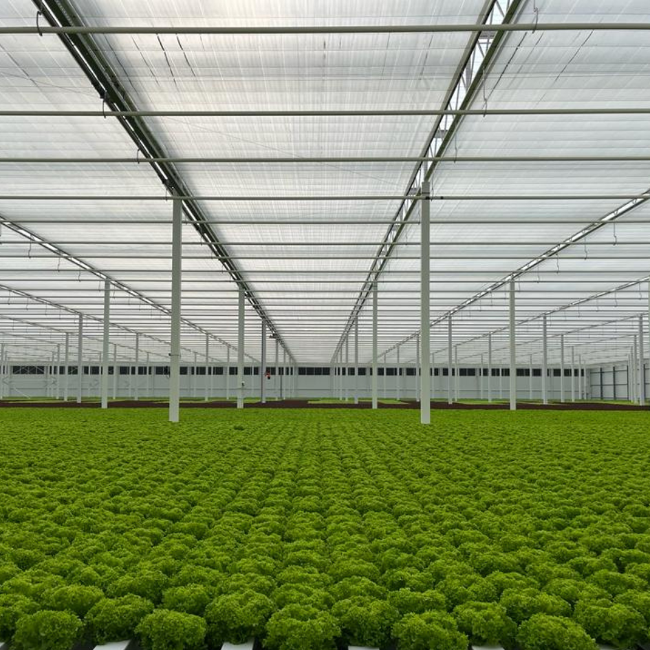 CS - PARperfect Cooling - Armela Farms - MENA - Lettuce.png