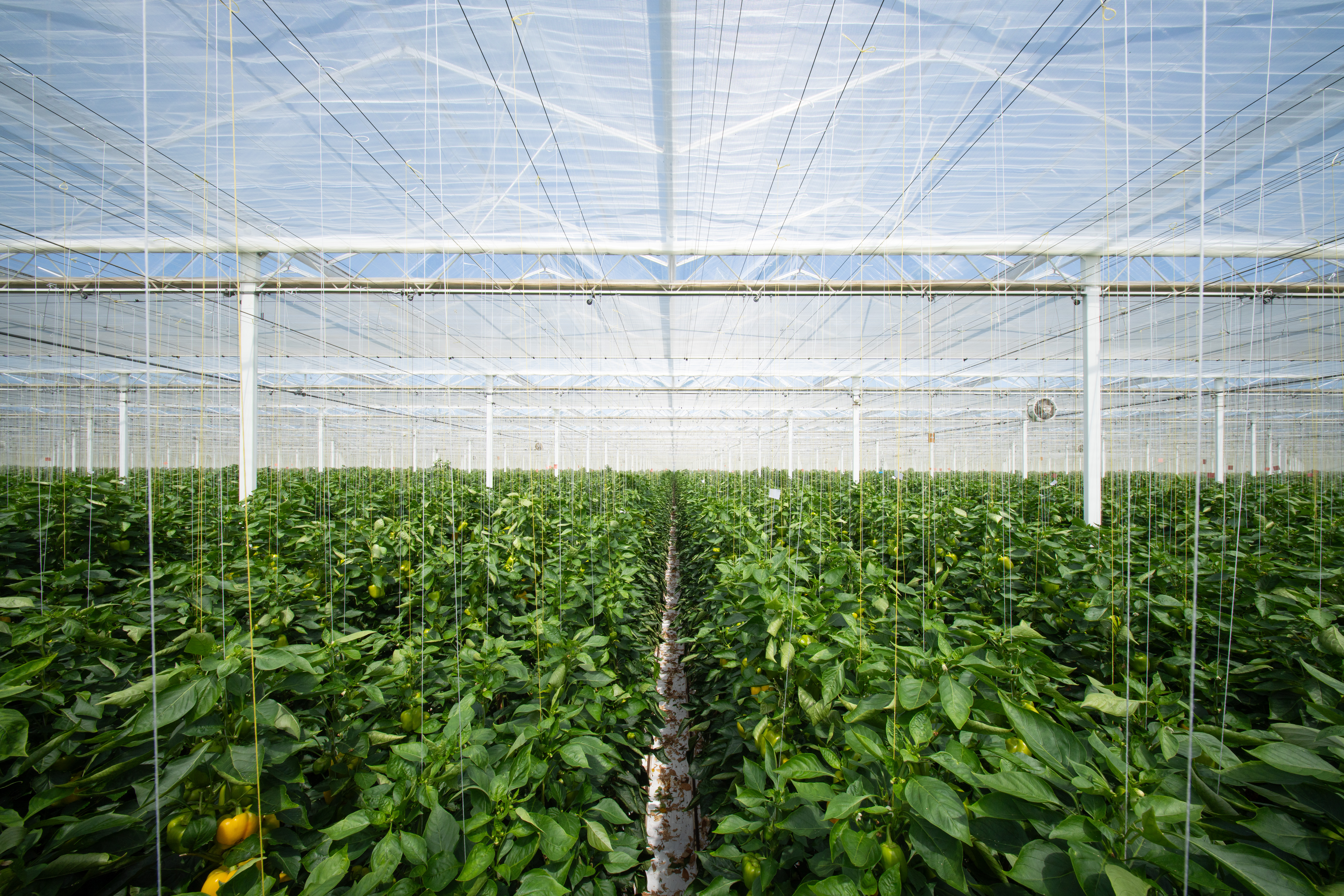 CS2026 4evergreen paprika NL.jpg