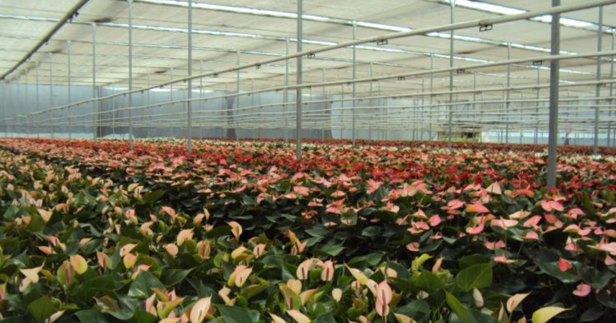 cs - chiltepec-seo-2.png