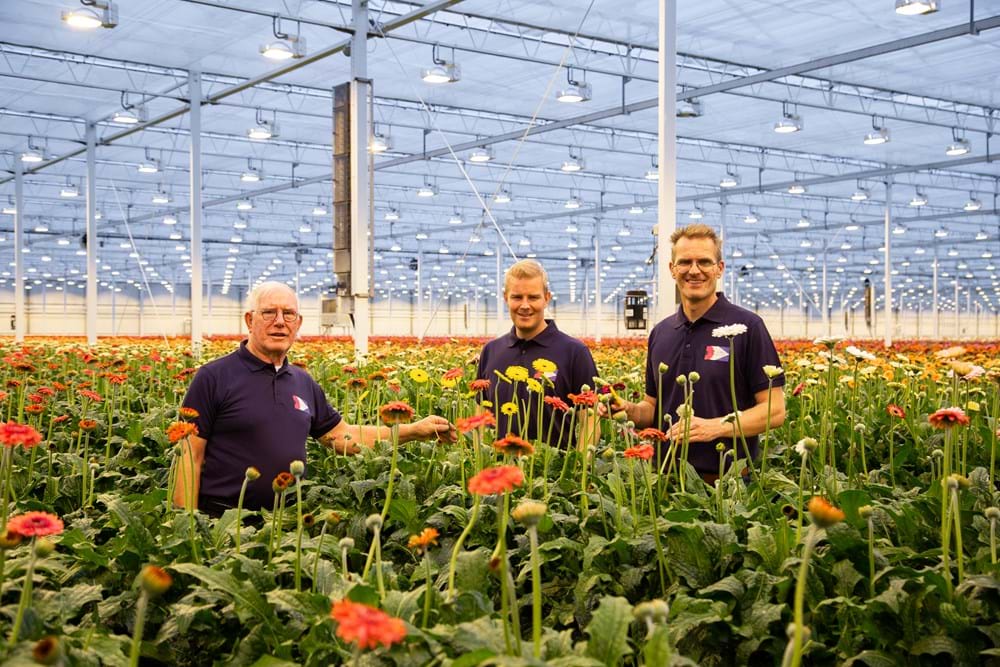 cs - jac oudijk gerbera.jpeg