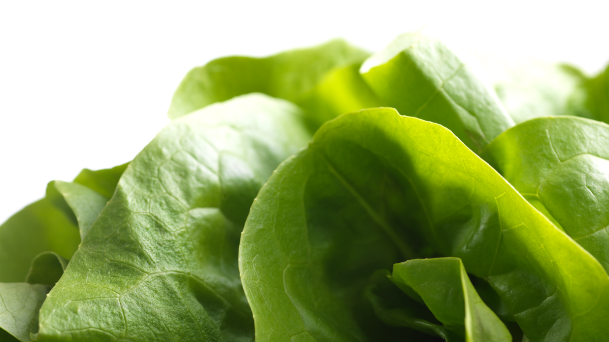 CS - Crop Pages - Lettuce - Bundle of lettuce - Photoshoot.png