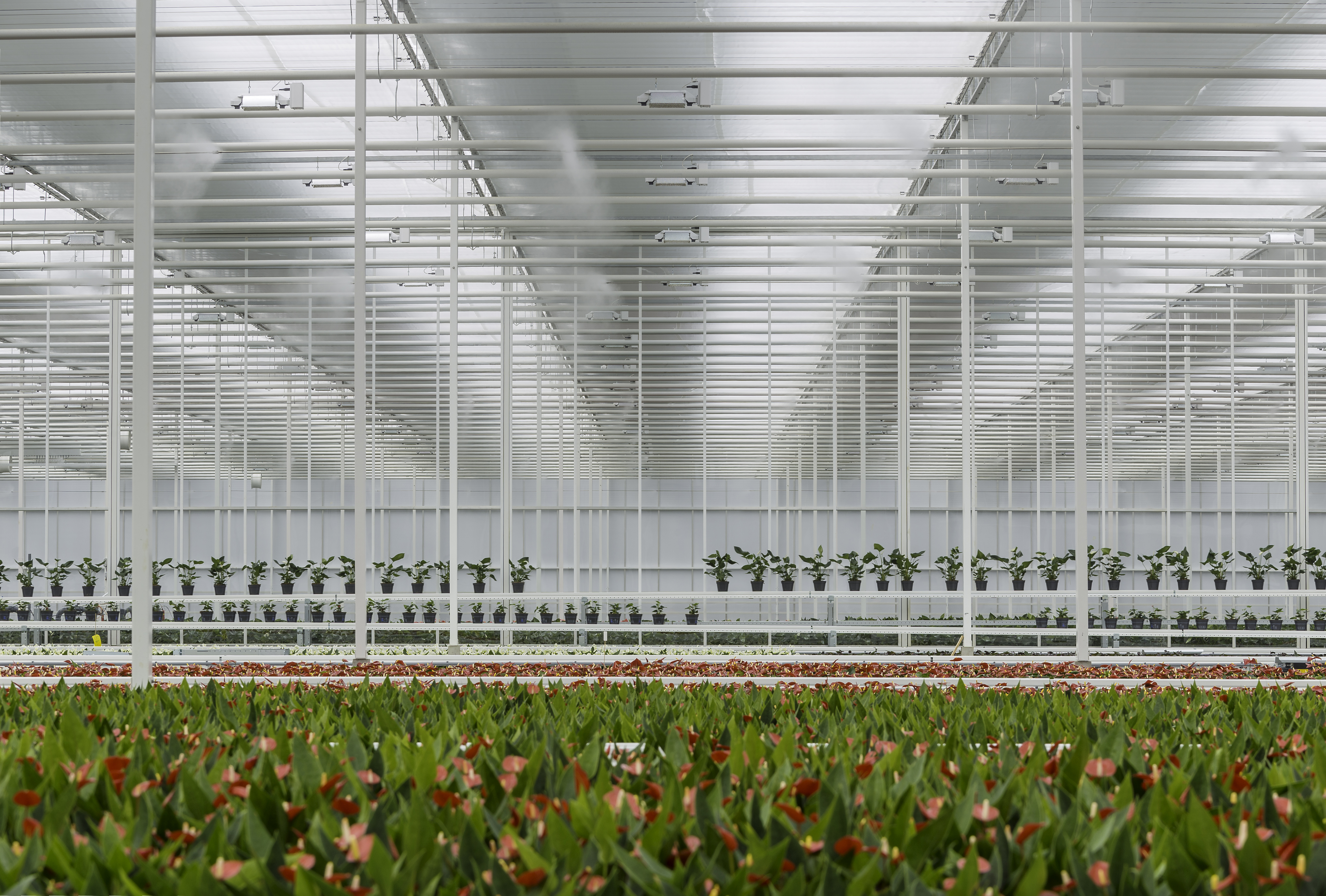 CS - PARperfect - Kalanchoe