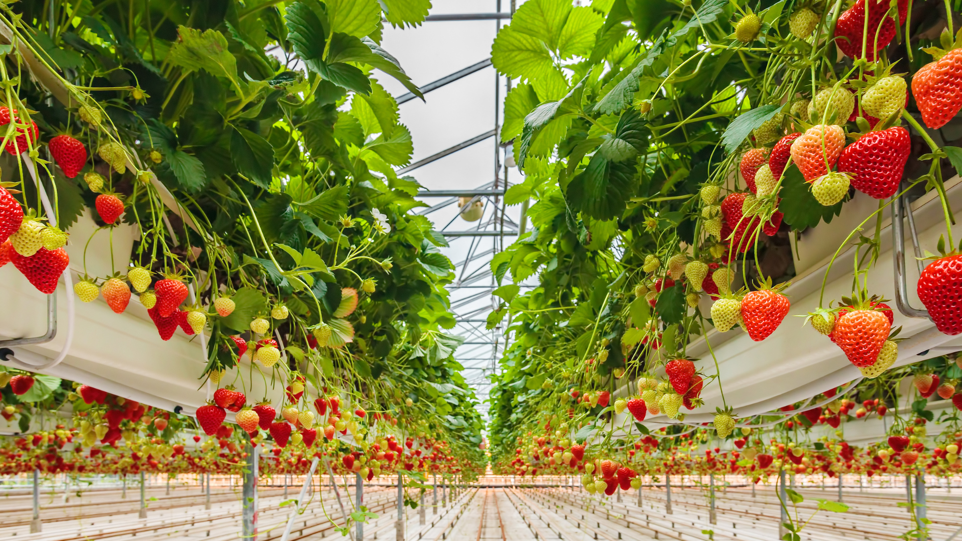 CS - Highlights - Strawberries - Profitability - Strawberry Greenhouse.png
