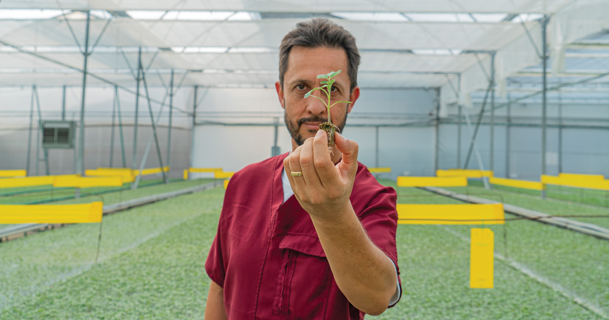 CS - Plantanova - Pharis Rico - Michoacan - Jalisco.png