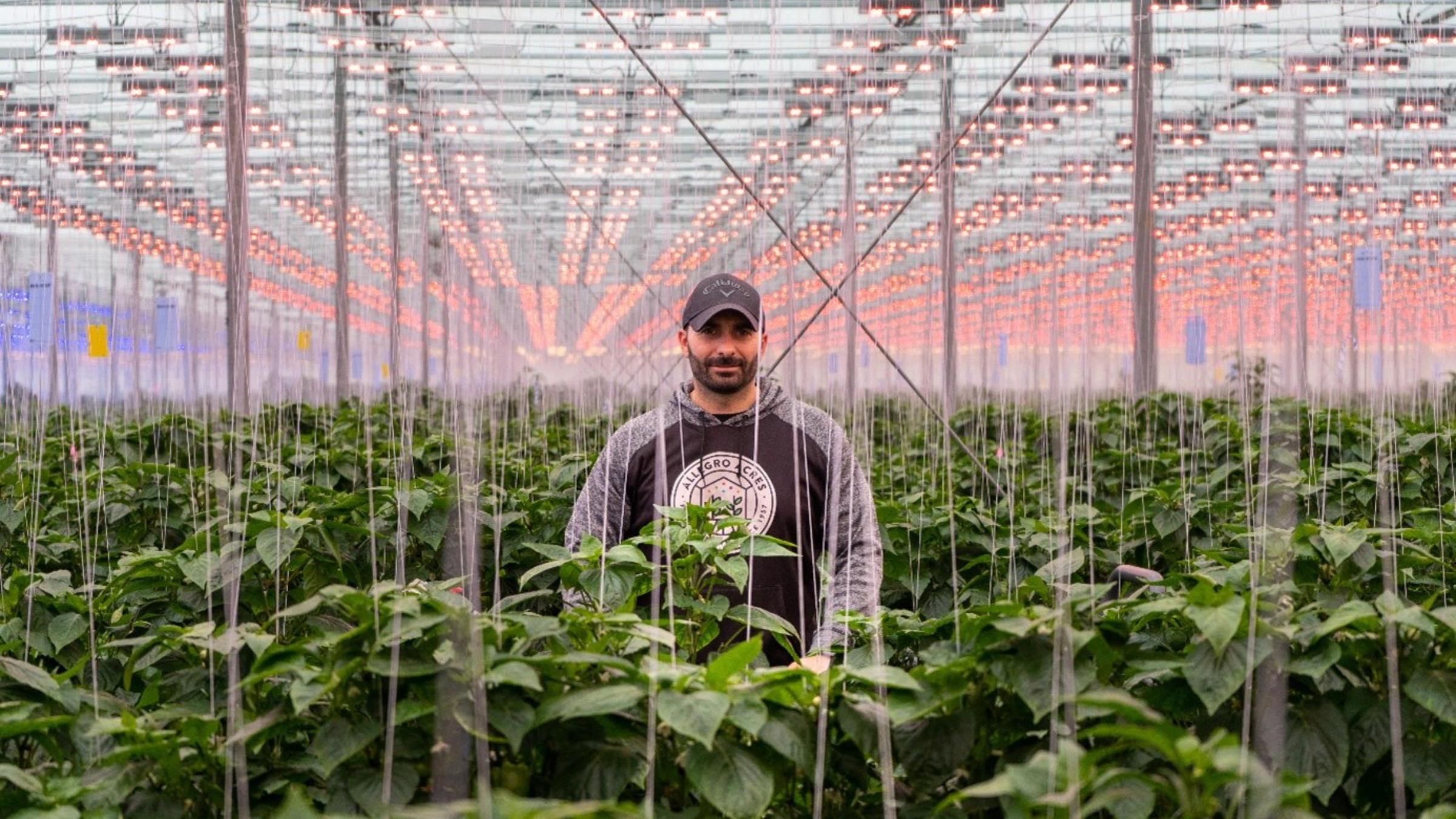 CS - Highlights - Allegro Acres - Double Screens - Luxous - Obscura - Gene Ingratta - Peppers - Canada.png