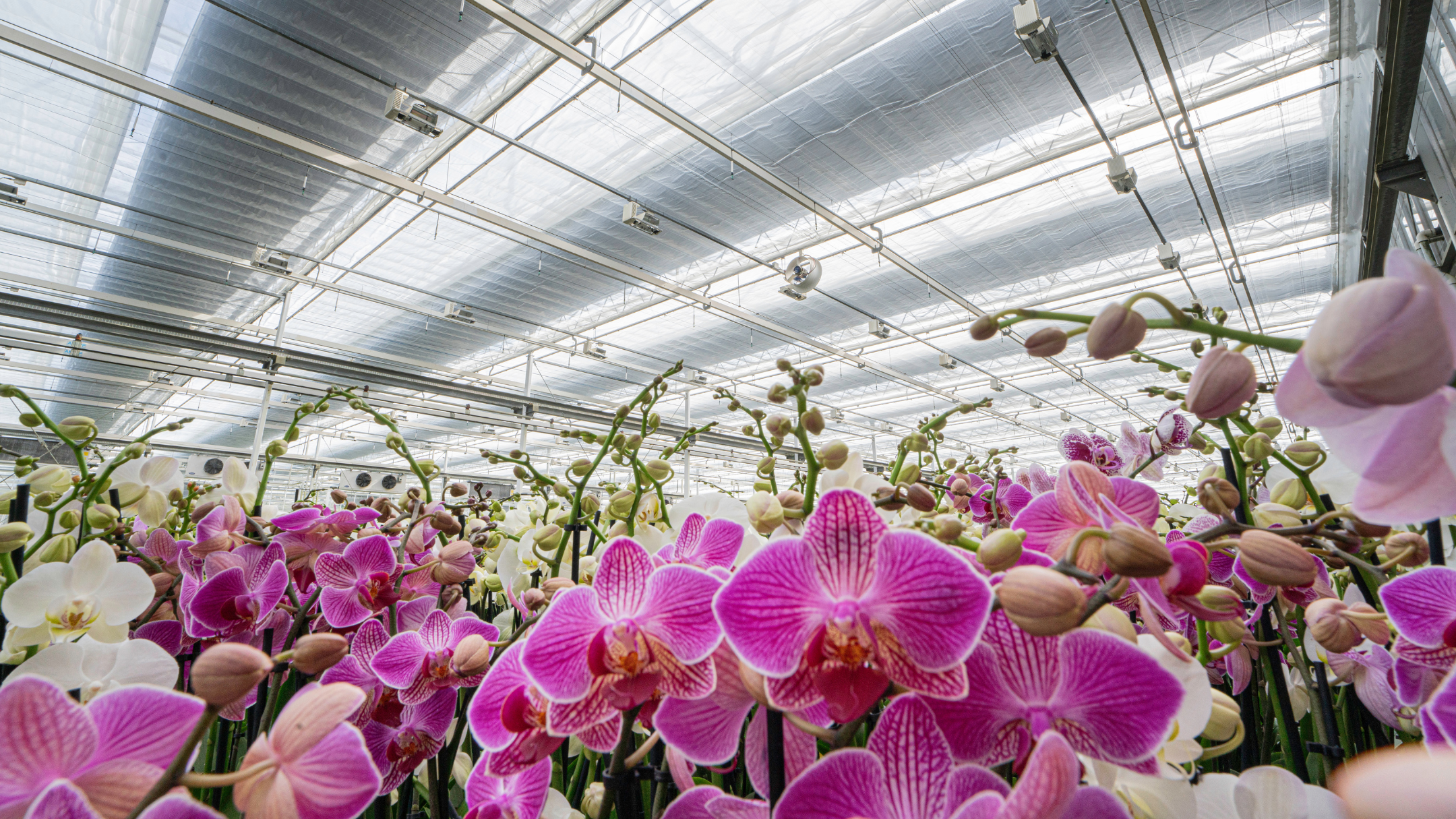 CS - Satter Orchids - Luxous 1174 - PARperfect - Obscura 10070 - Netherlands - Orchids.png