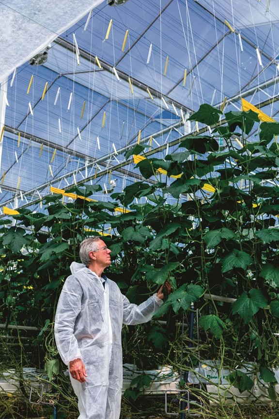 CS - Hugo Plaisier - Cucumbers - Netherlands - Luxous