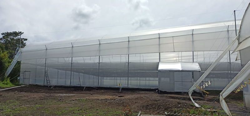 CS - Dummen Orange Colombia 5.png