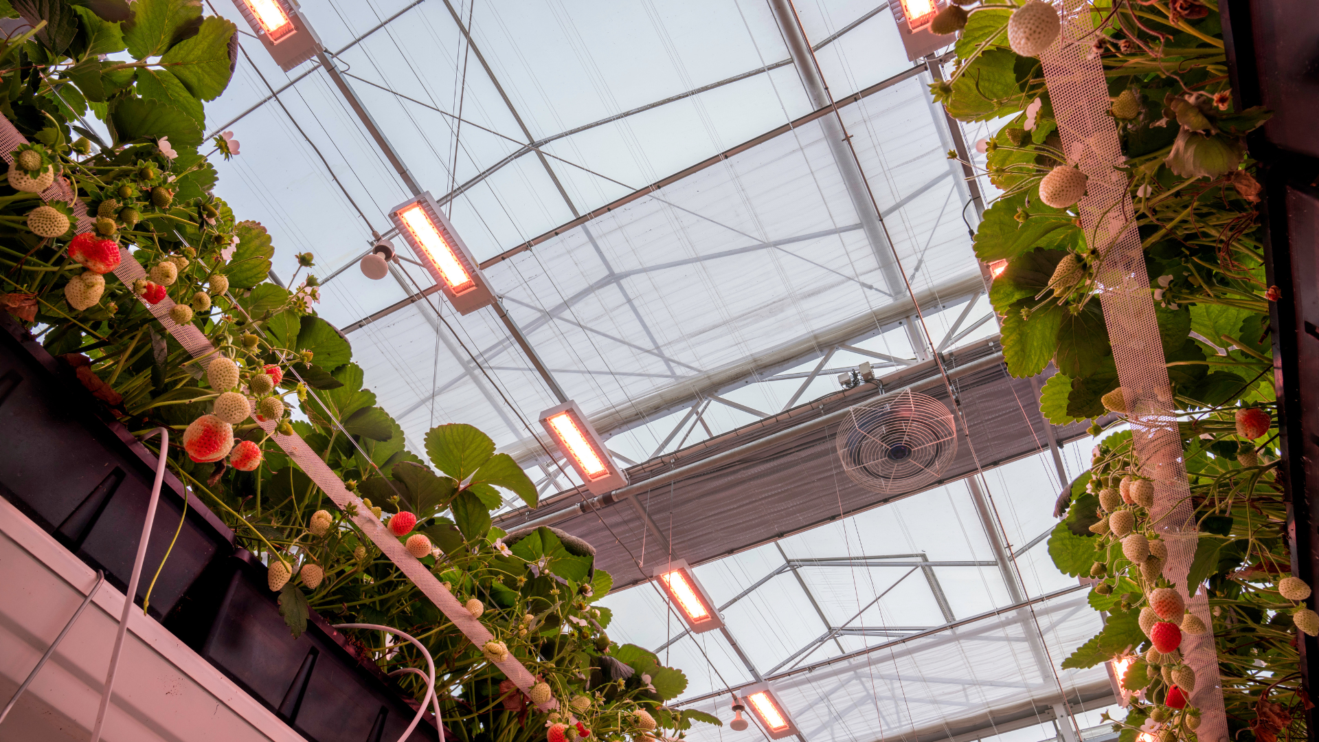 CS - Son T to LED - HPS to LED - Highlights - 2023 - Netherlands.png