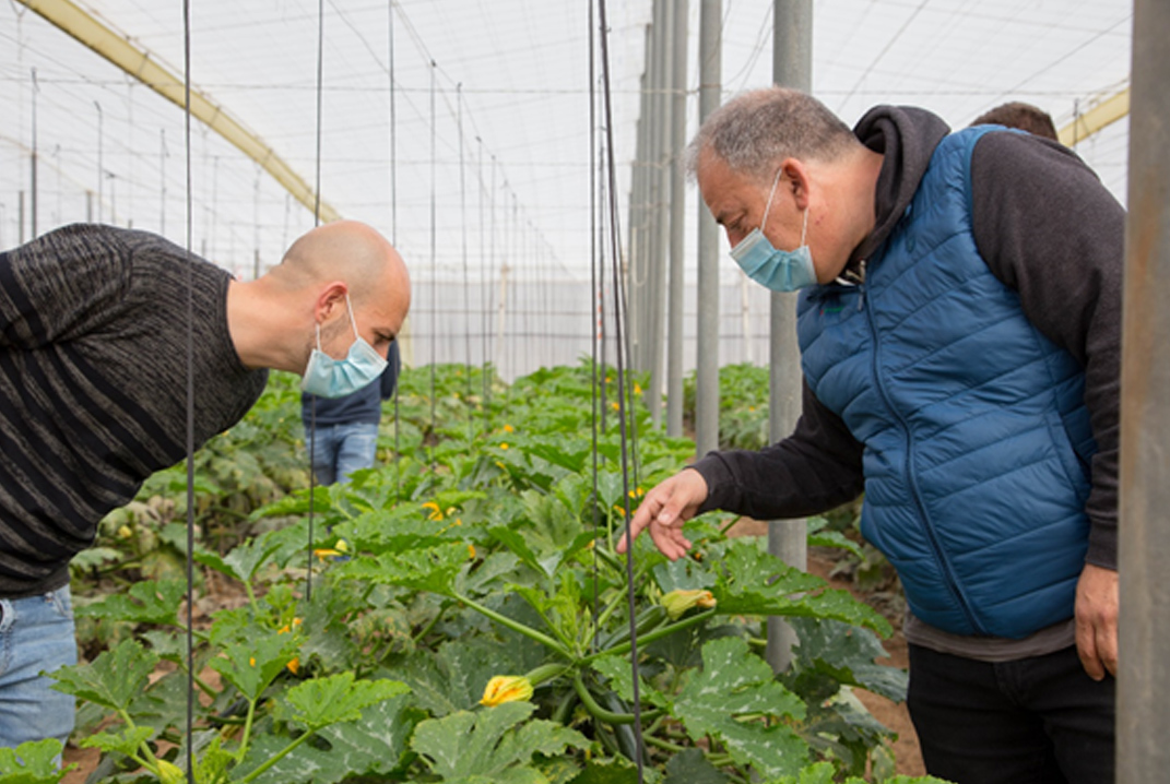 cs - martin brothers courgettes.jpg
