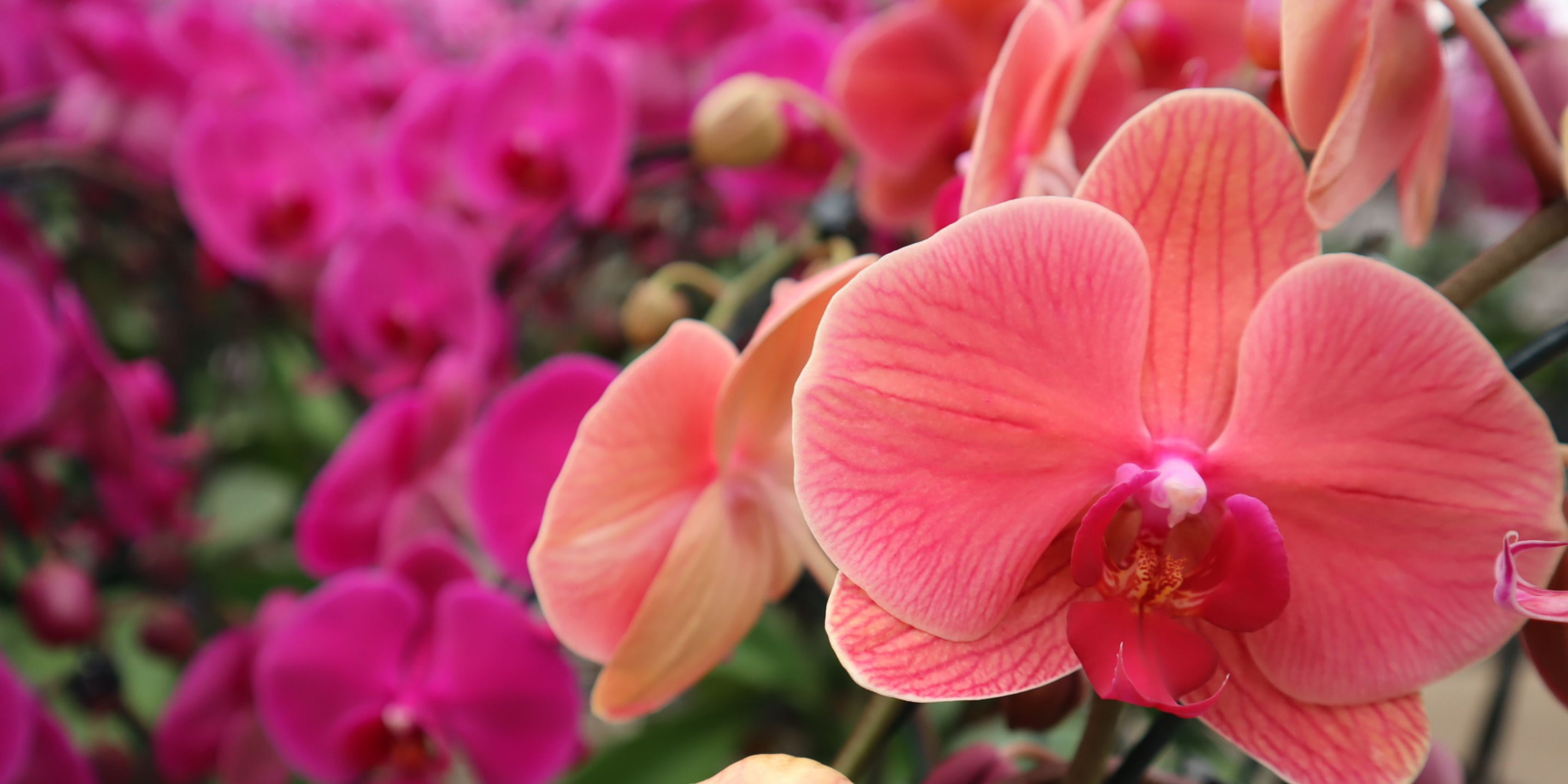 CT_Orchids_Brazil.png