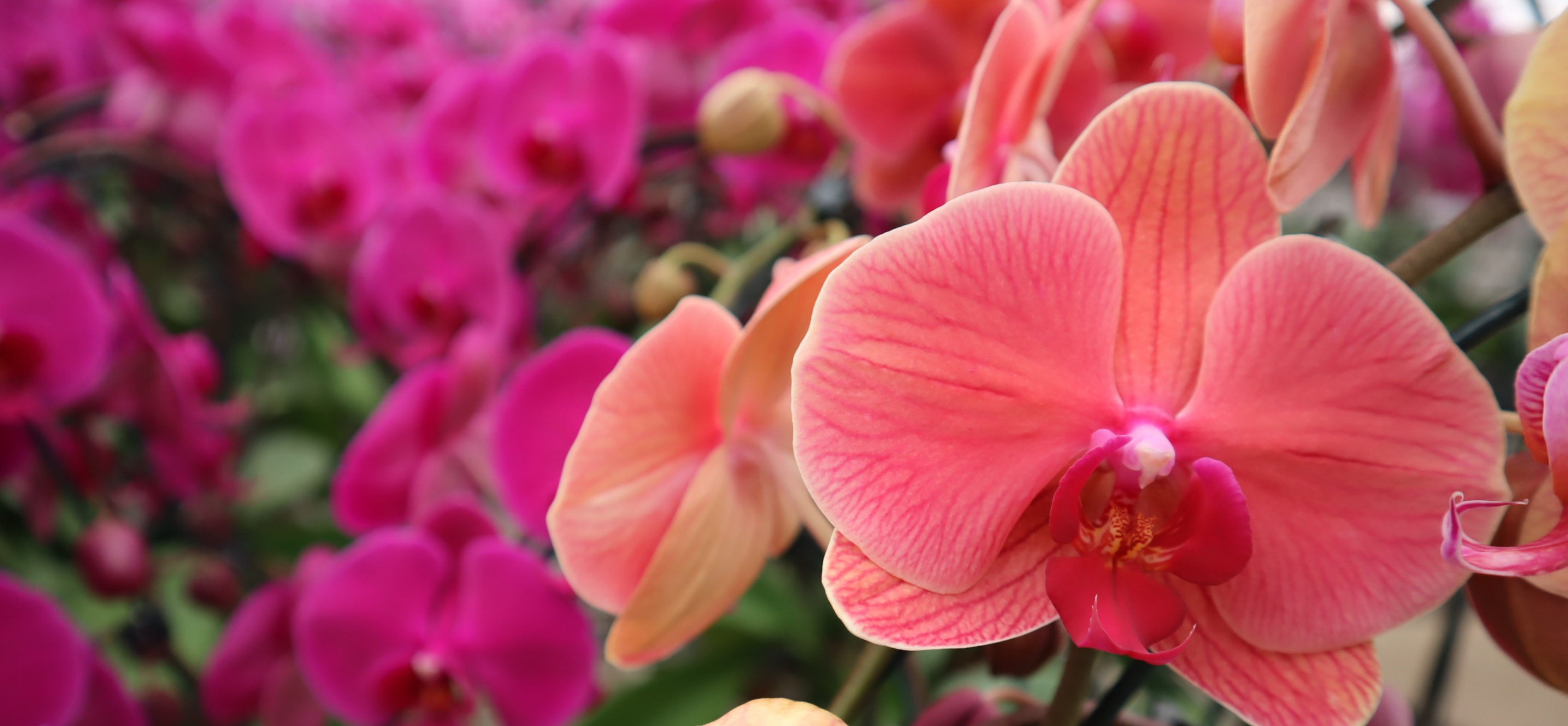 CT_Orchids_Brazil.png