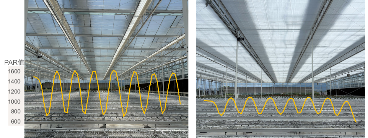 CS - Tangchao - Highlights - PARperfect - Orchid article.png