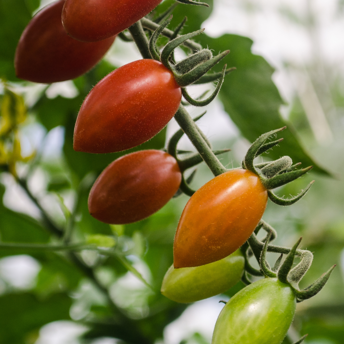 CS - Highlights - tomatoes - Dia de muertos.png