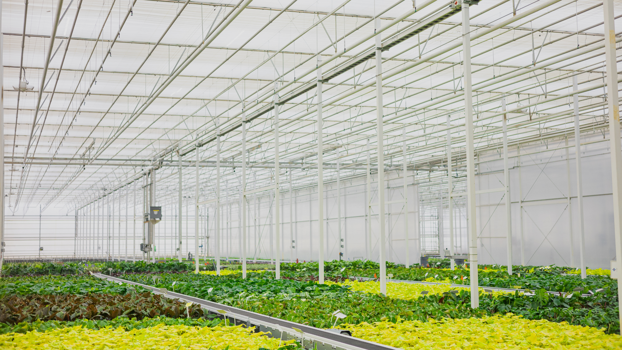 CS - Plant Company - PARperfect - Virginia - United States - Potplants - Tropicals.png