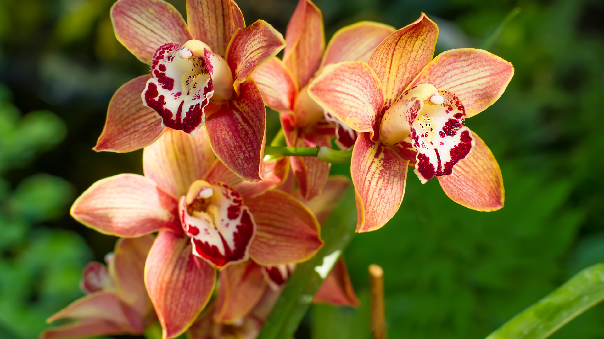 CS - Orchid - Orange Orchids - Crops.png