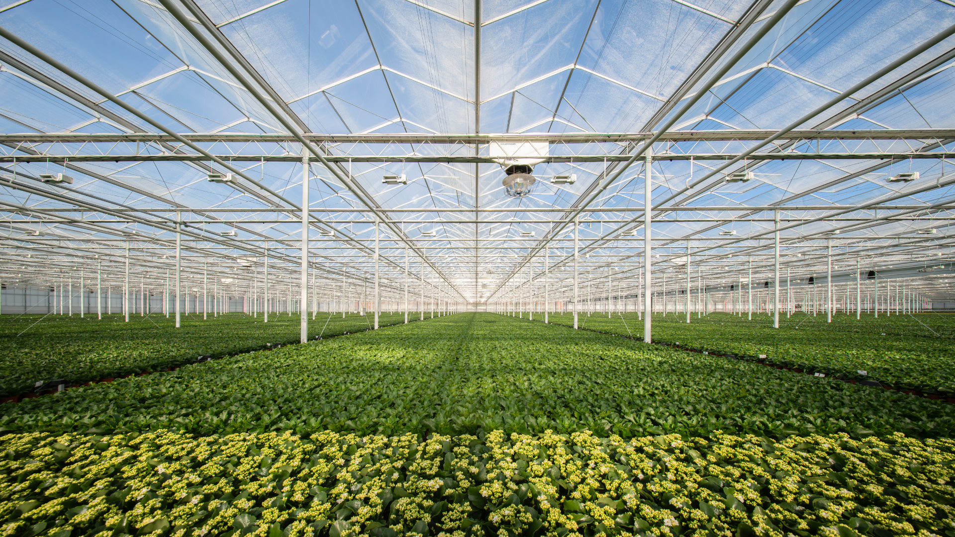CS - Lankhaar - Netherlands - Potplants - ClimaFlow - Double Screens.png