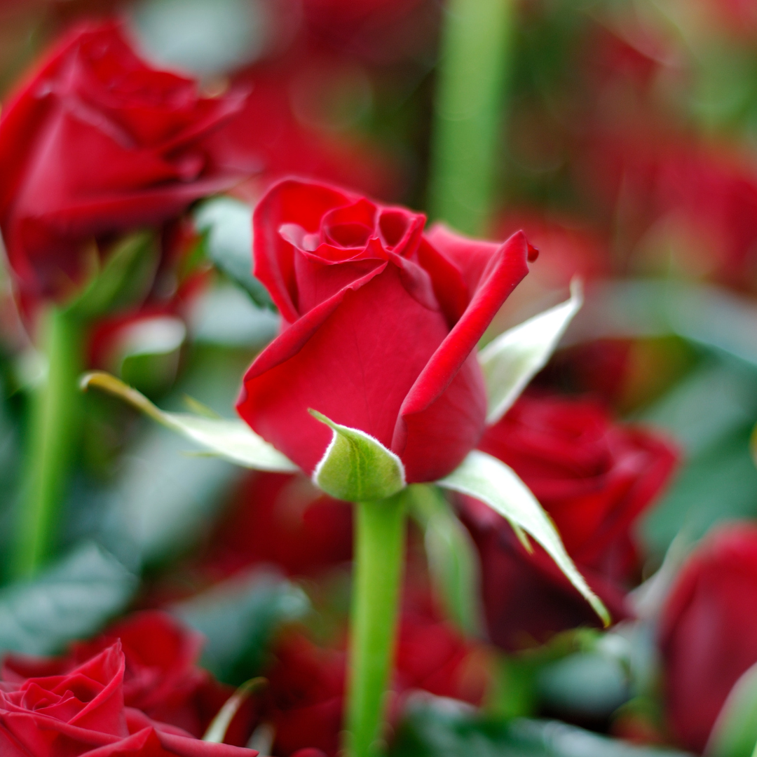 CS - Roses - Crop Pages - Red Rose.png