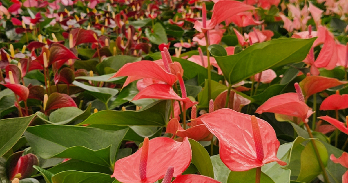 CT_Greenhouse_Roses_Anthuriums_Light.png