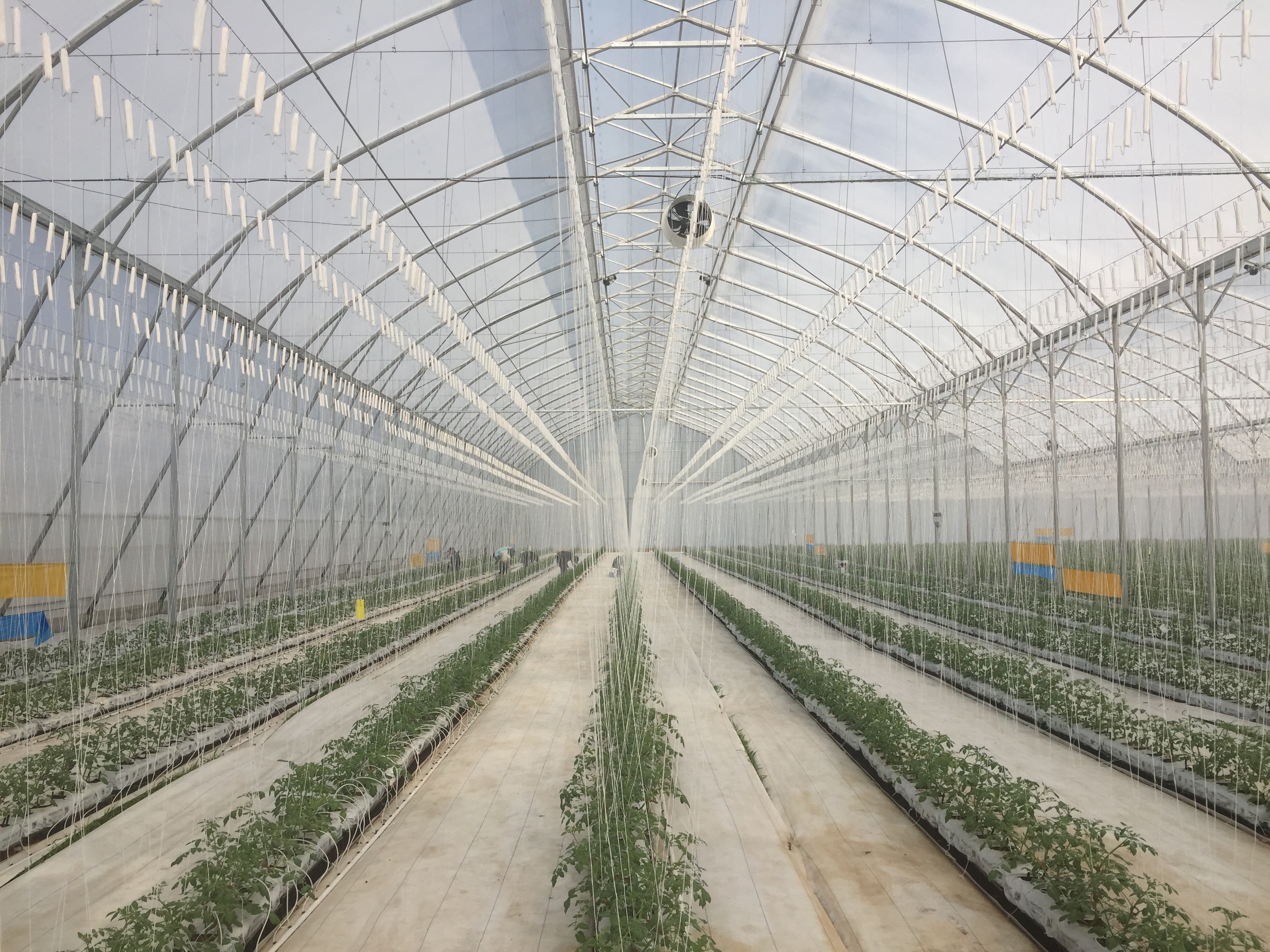 cs - Hortazilas La Gracia 2.jpg