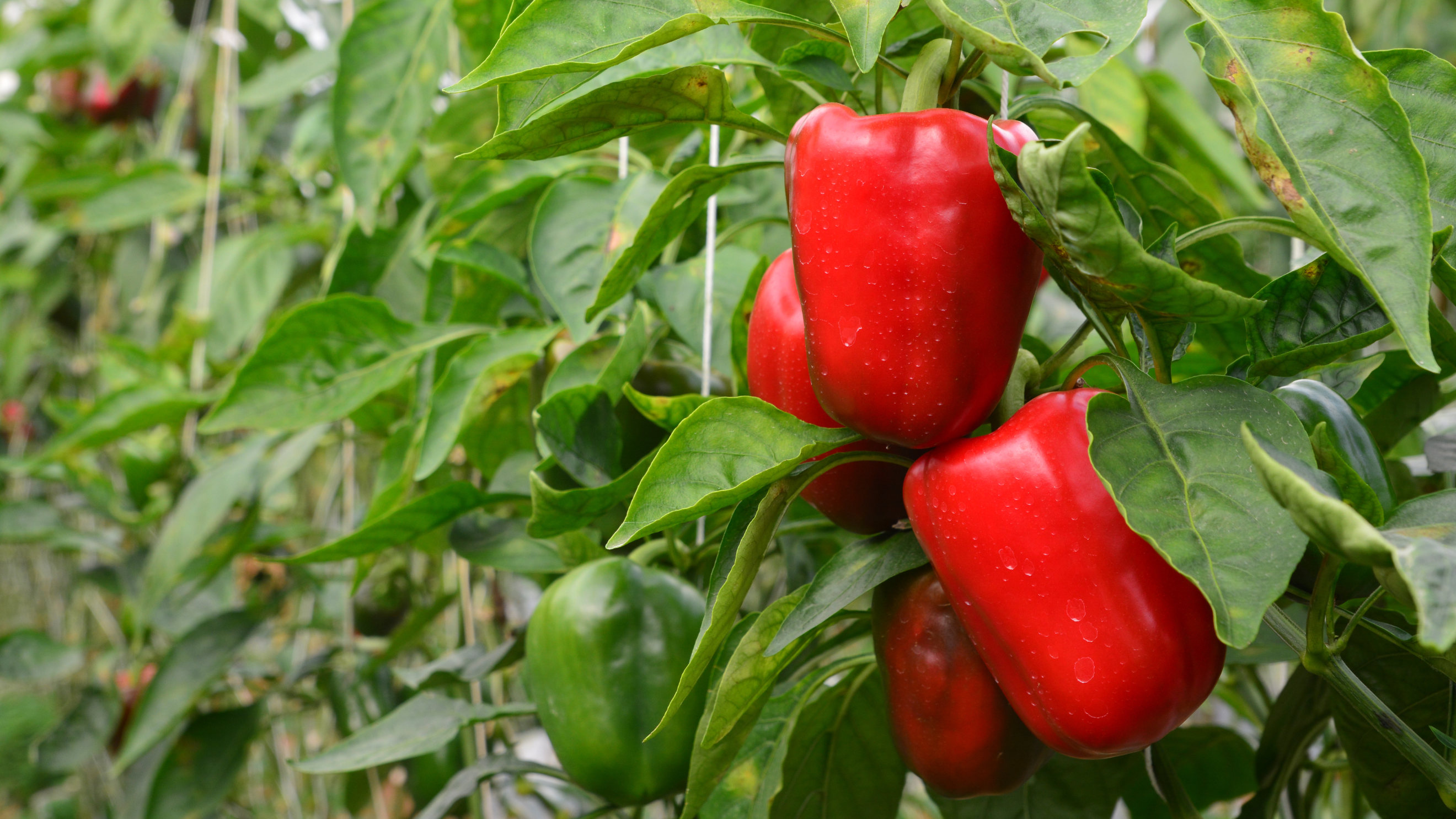 CS - Crop Pages - Red Bell Peppers.png