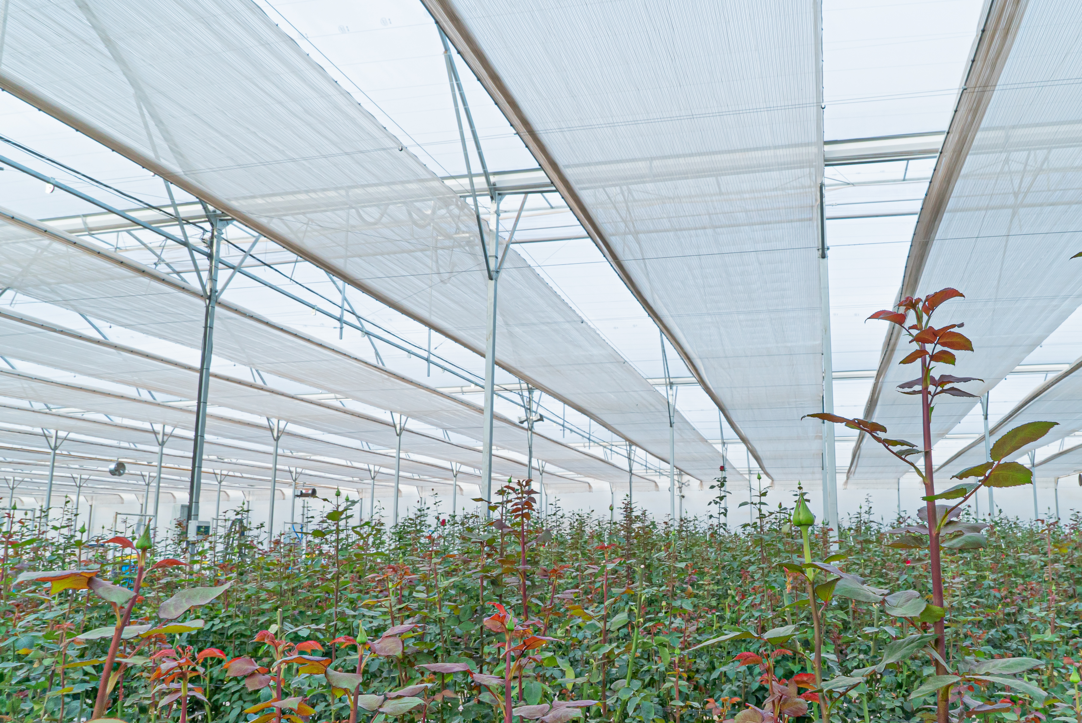 Harmony at Oleoflor.jpg