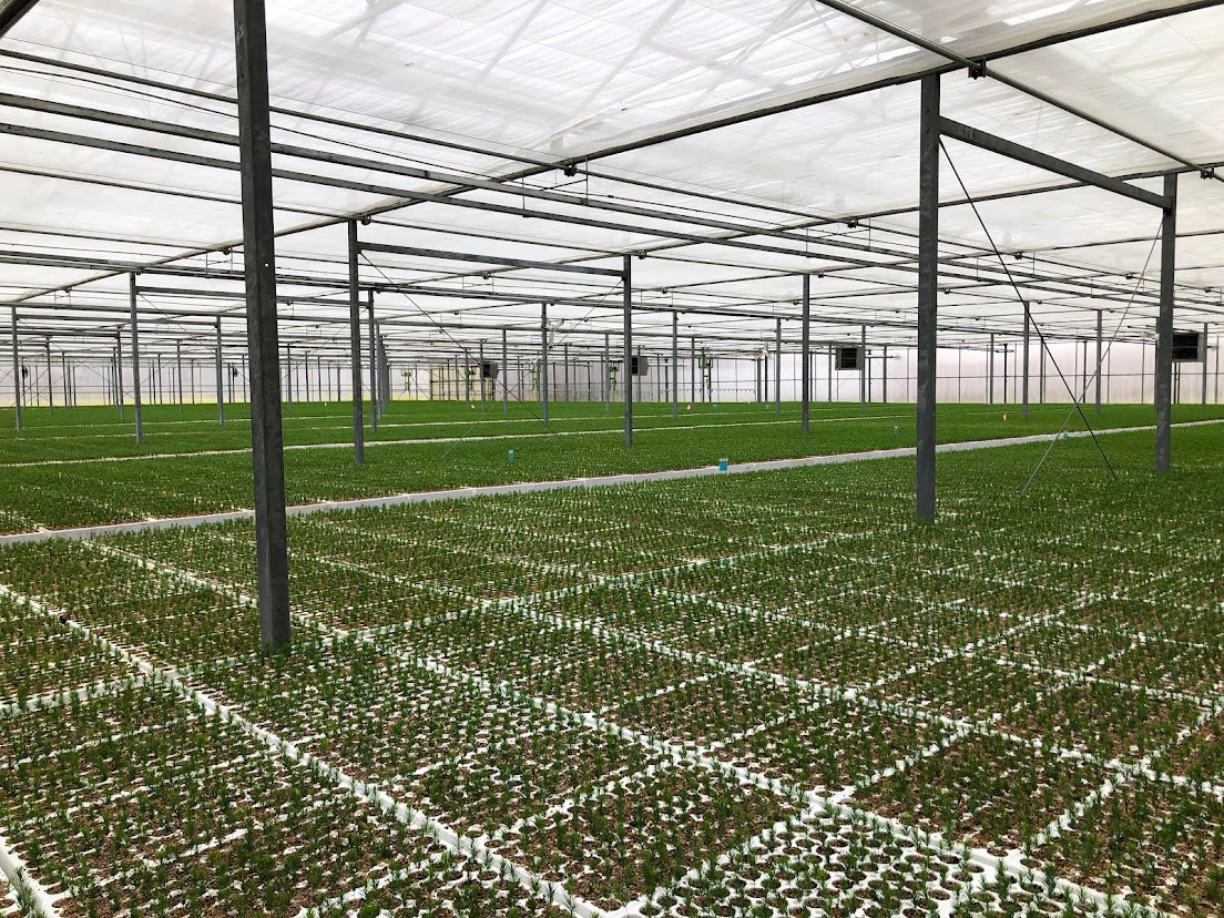 cs - carson pancoast greenhouse beds.jpg