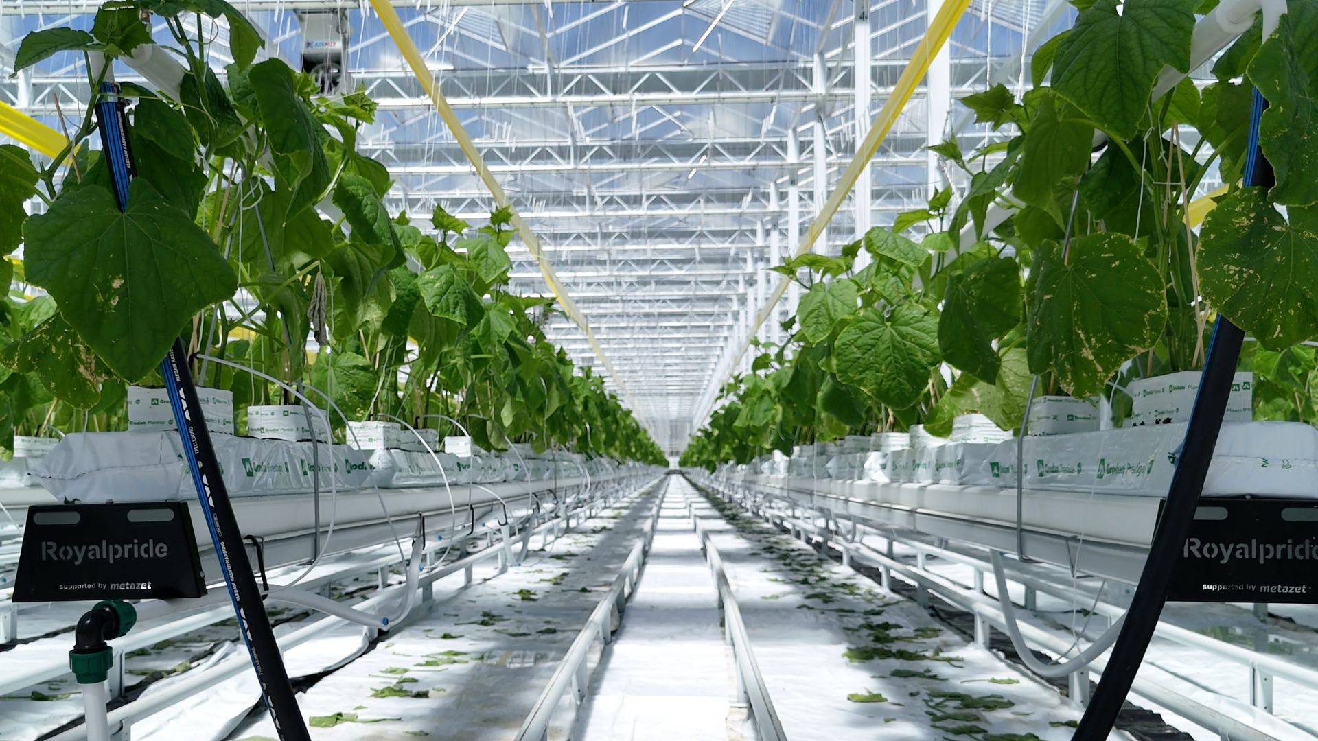 CS - Royal Pride - Netherlands - Cucumbers.png