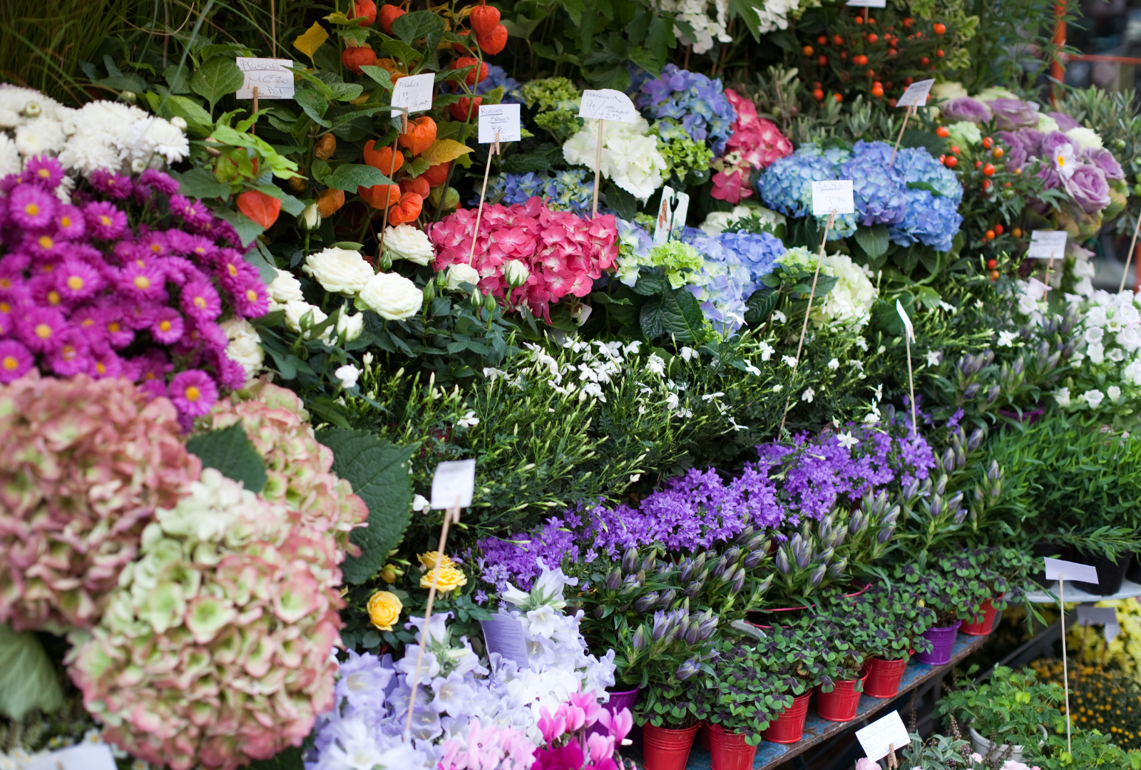 CS - Highlights - Market Trends - Flower Shop display.png
