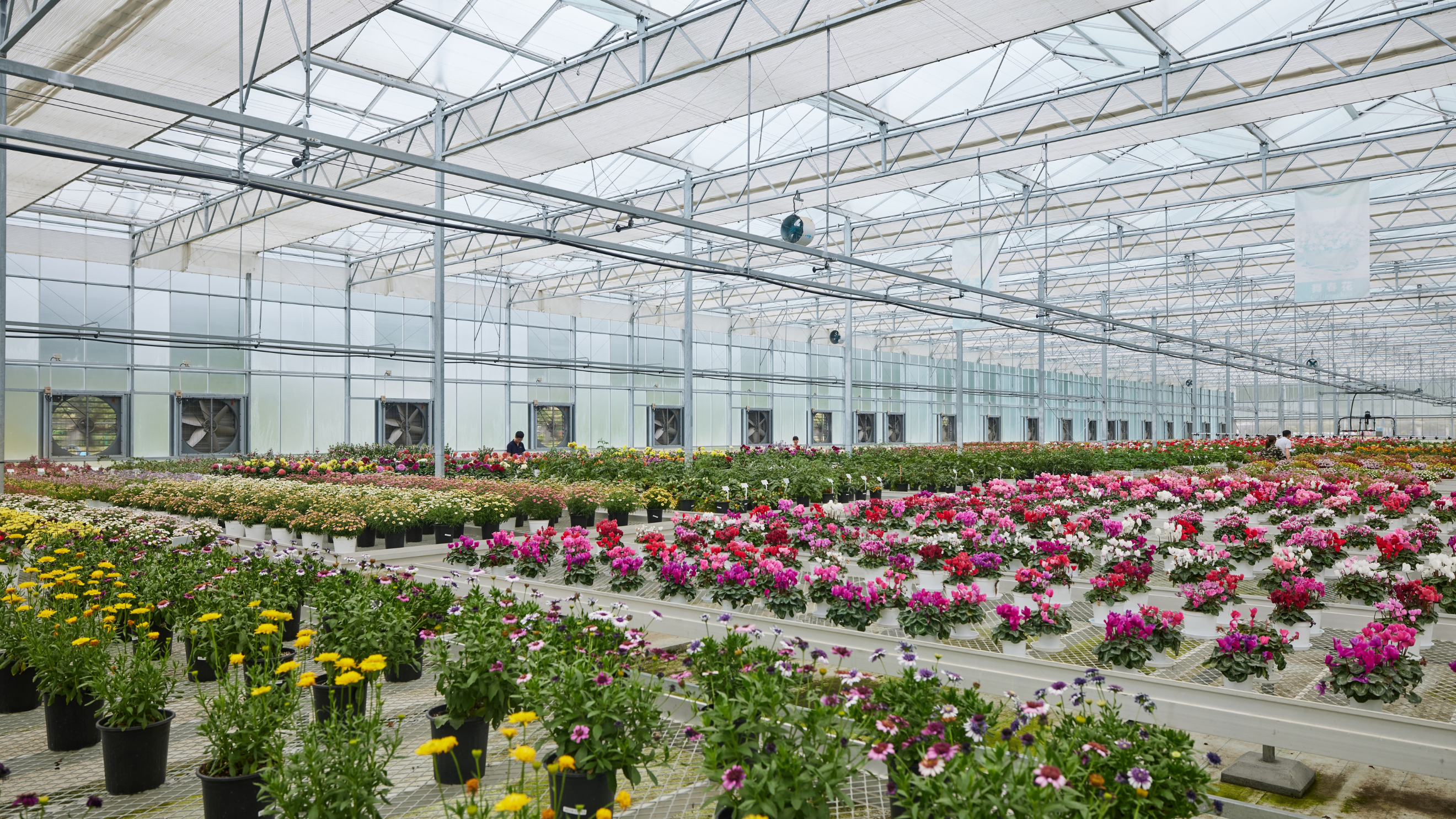 CS - Highlights - Tangchao - Double Screens - China - Flowers - PARperfect.png