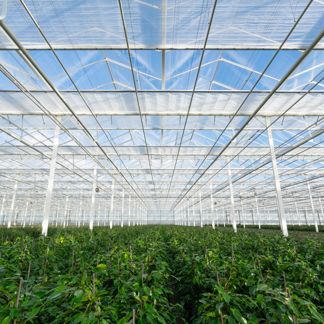 CS - Harmony - Vegetables - Netherlands - Venlo Greenhouse