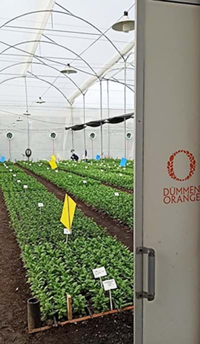 CS - Dummen Orange Colombia 4.jpg