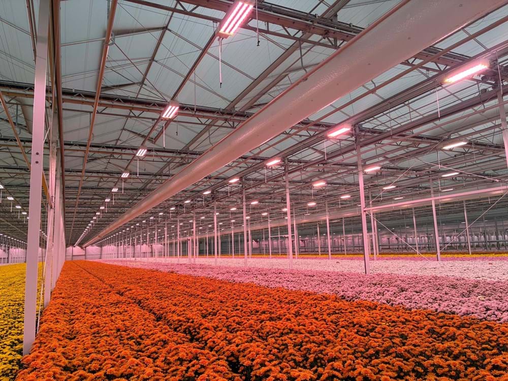 CS - Grower story - Leen Middelburg - NL.jpg