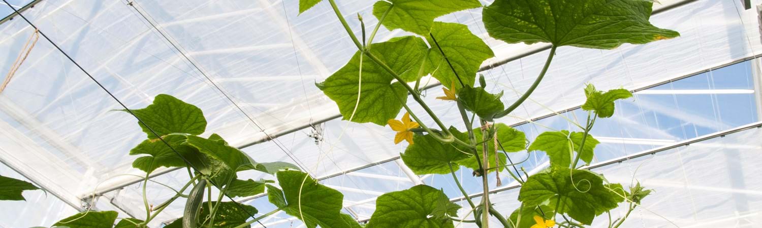 cs . cucumber banner.jpg