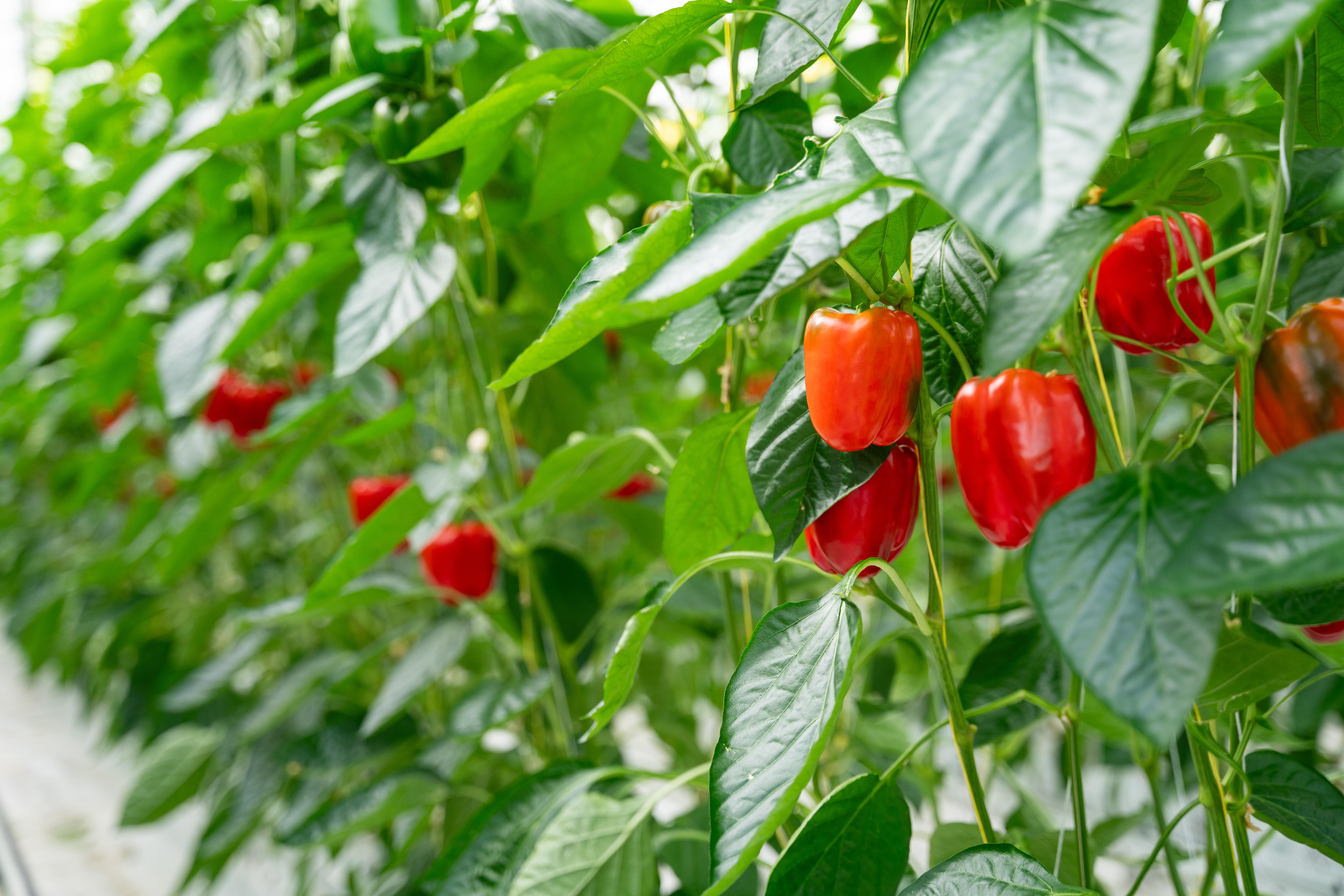 CS - Bell Peppers - Red Peppers - Twin Creeks - Canada