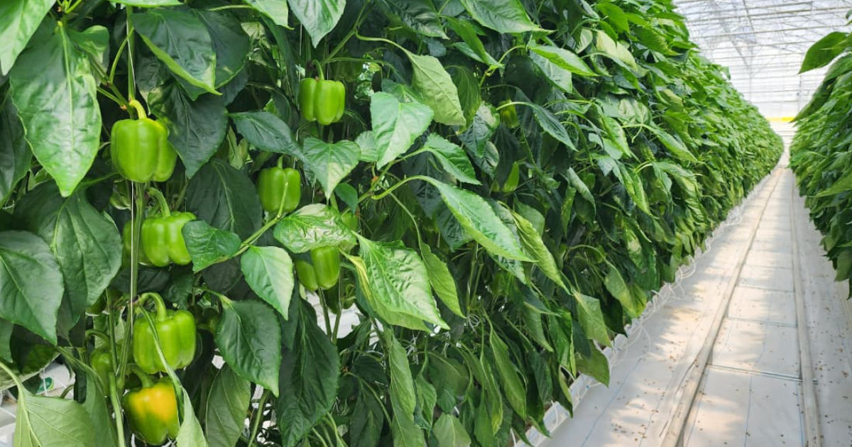 CS_Cimarron_Greenhouse_Peppers_Harmony_Mexico.png
