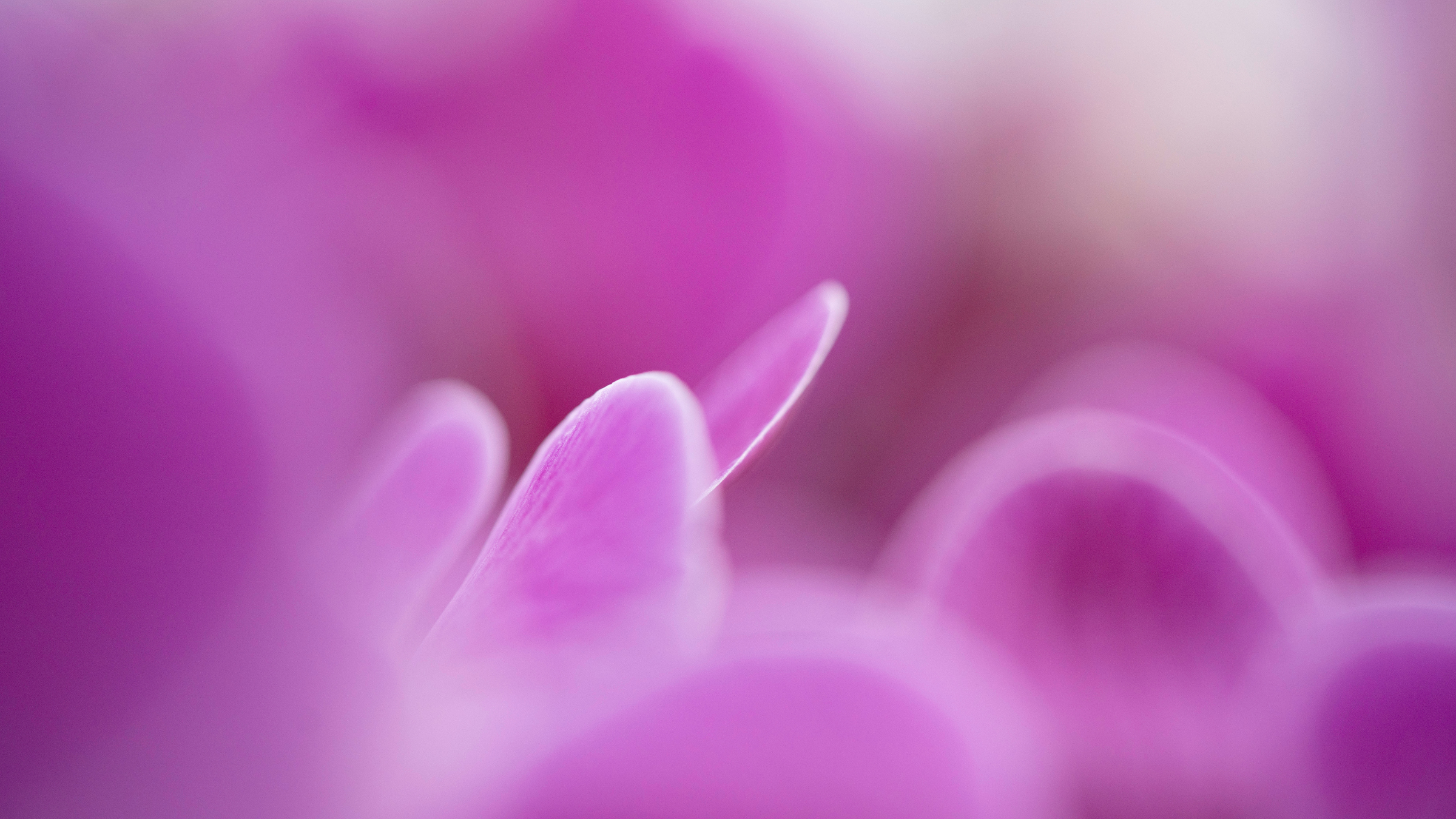 CS - Satter Orchids - Netherlands - Purple Orchids.png