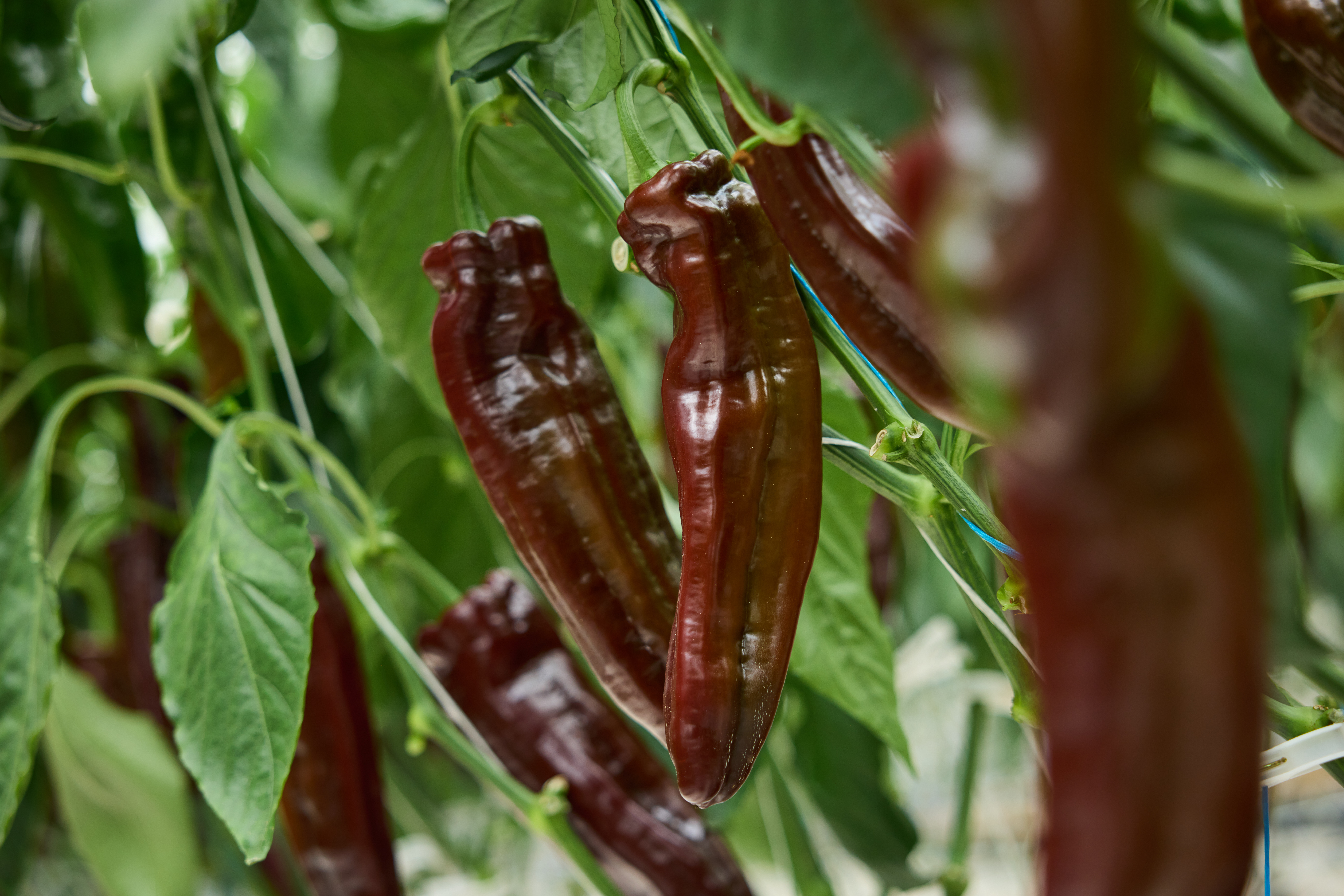 CS - Rong Rong Farms - Peppers - China - High Tech Greenhouse