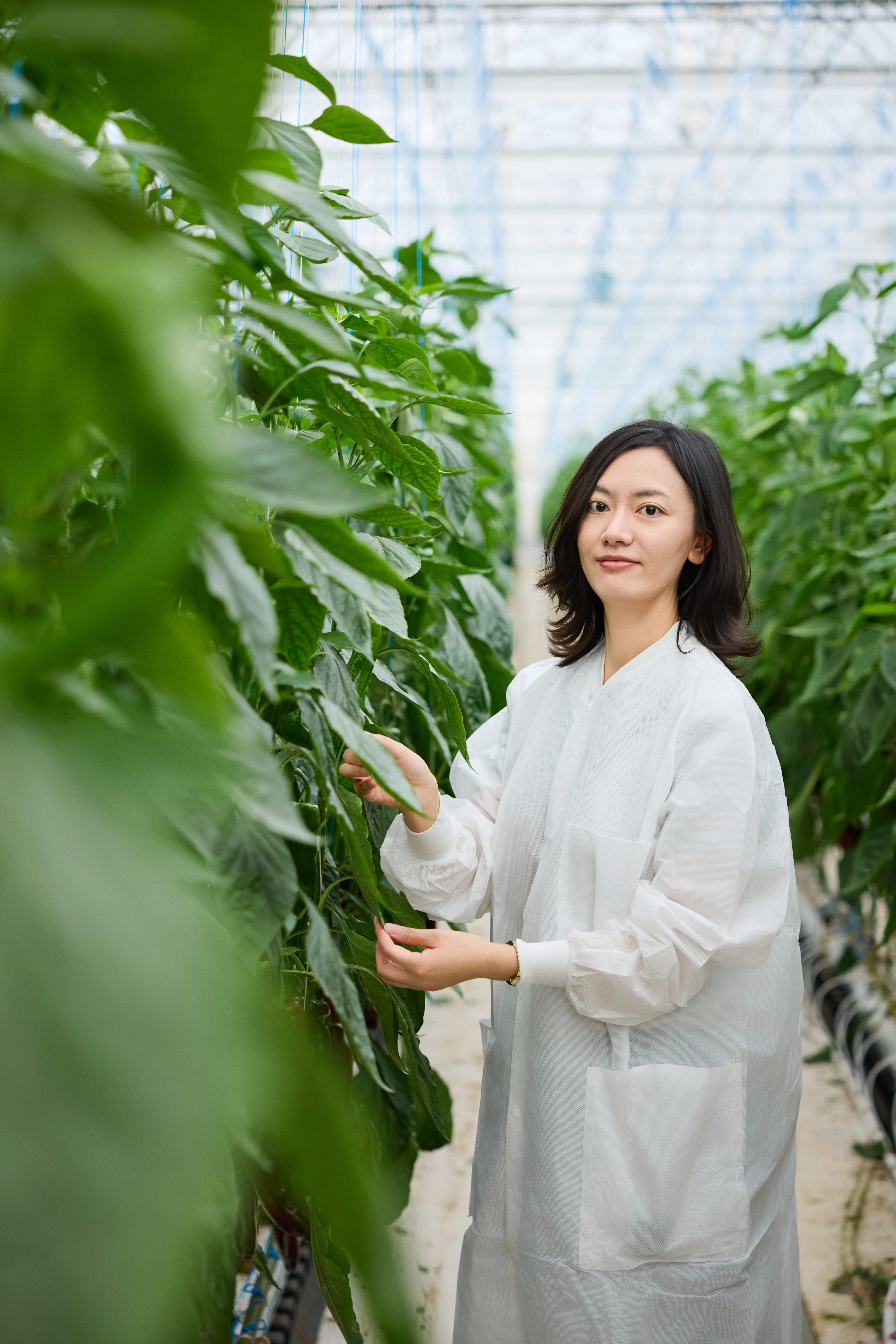 CS - Ying Ying - Tomatoes - China - Consultant