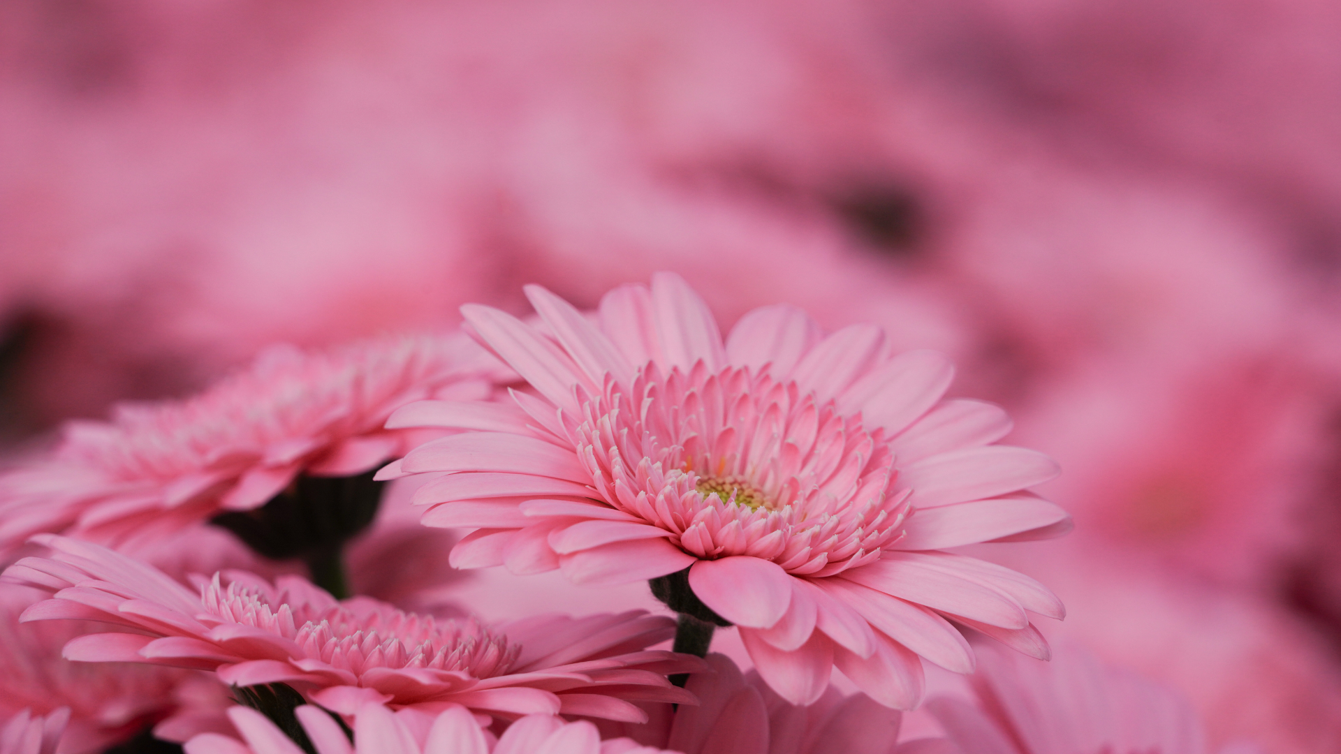 CS - EveryD Flowers - 2026 - Netherlands - Gerbera - Pink - Crop.png