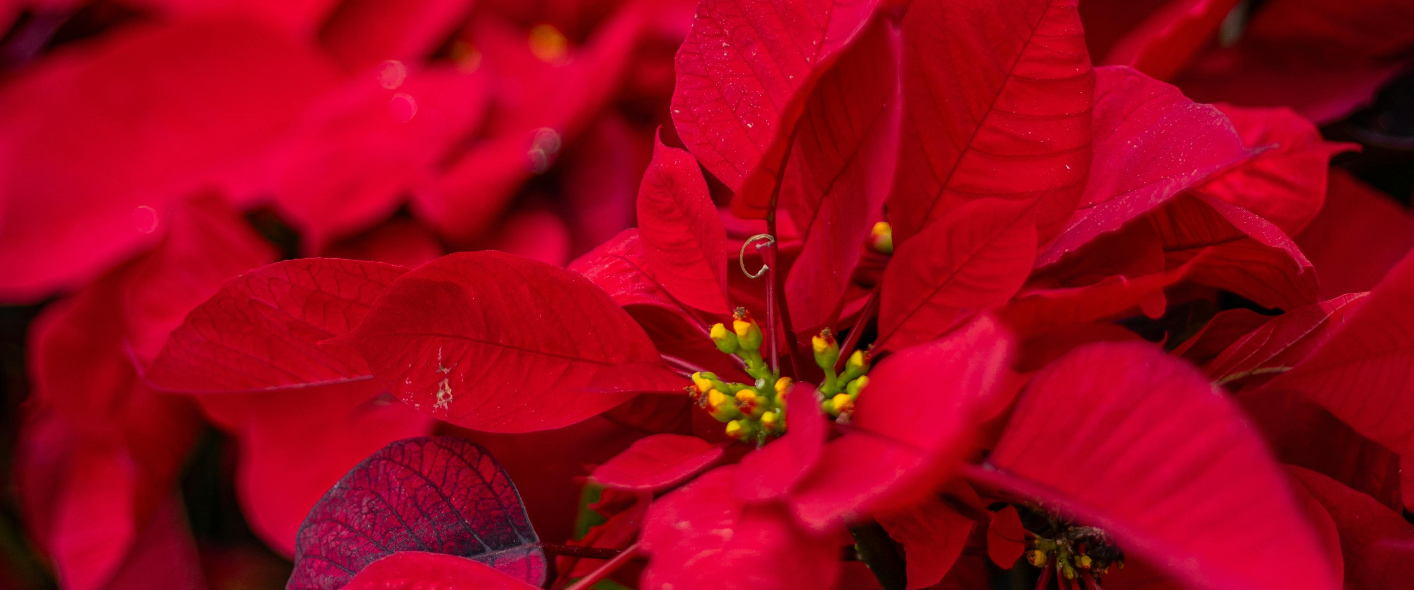 CS - Crops - Poinsettias - Grower Stories - Los Crespos.png