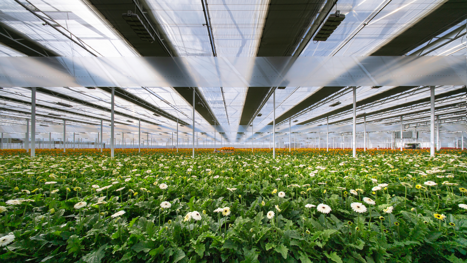 CS - Zuidplas - Harmony 1315O - Luxous 1147 - Obscura WB+BW - Gerbera.png